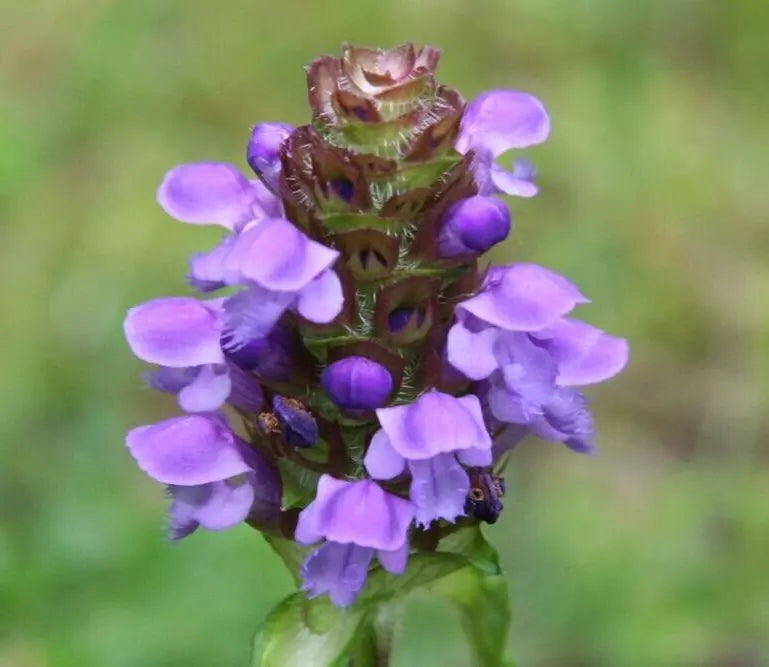Heal All Herb Seeds - 200+ Prunella Vulgaris Perennial Flower, Non-GMO, Easy to Grow