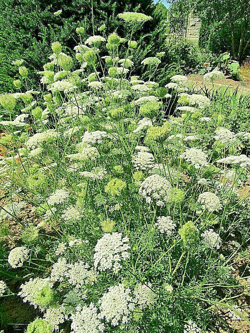 Queen Anne's Lace Seeds 1000 Count - Wild Carrot Daucus Carota Bulk Wildflower Seeds
