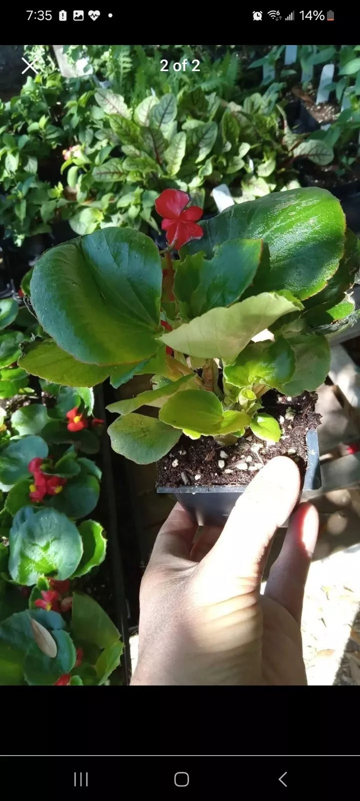 Red Dragon Wing Begonia Live Plant - 2.5 Inch Pot - Begonia x erythrophylla Houseplant