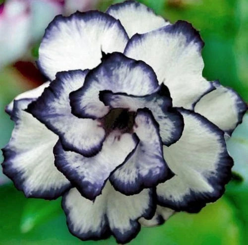 Black White Desert Rose Seeds - Adenium Obesum Perennial Flower Seeds, Exotic Drought-Resistant Plant, 4 Pack