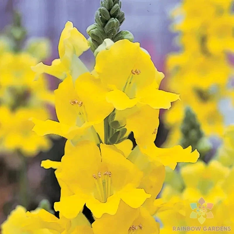 Chantilly Yellow Snapdragon Seeds - 1000+ Pack - Antirrhinum majus Garden Flower Seeds for Borders & Containers