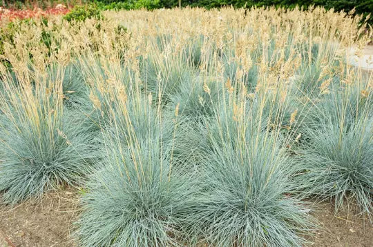 Blue Fescue Grass Seeds - 100+ Count, Silvery Blue Ornamental Grass Festuca Cinerea Glauca