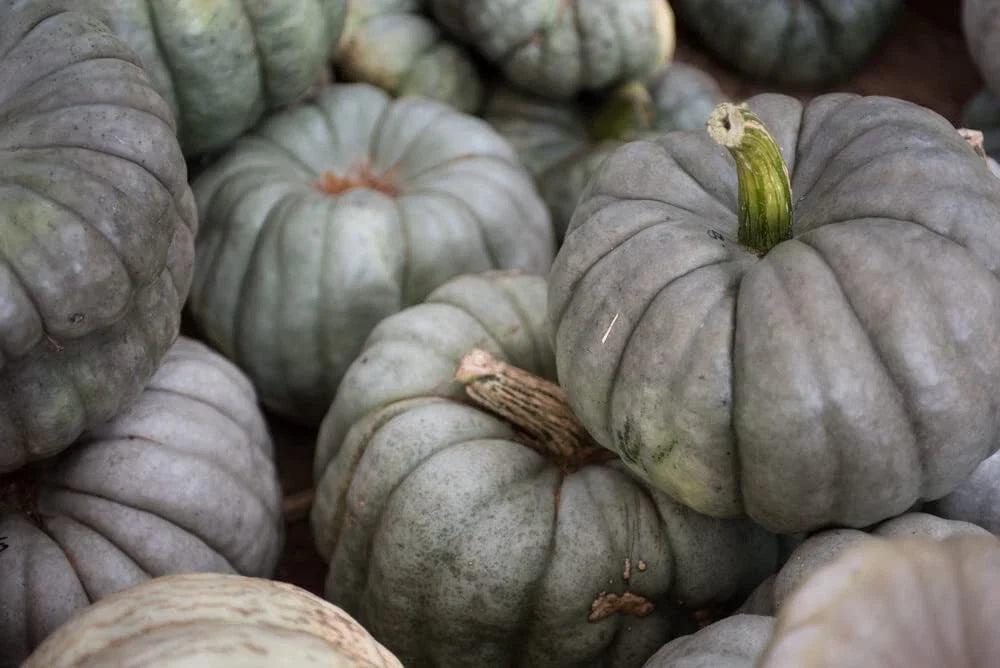 Queensland Blue Pumpkin Seeds - 10 Pack, Easy to Grow, Cucurbita maxima, Blue-Green Skin, Culinary & Decorative Use
