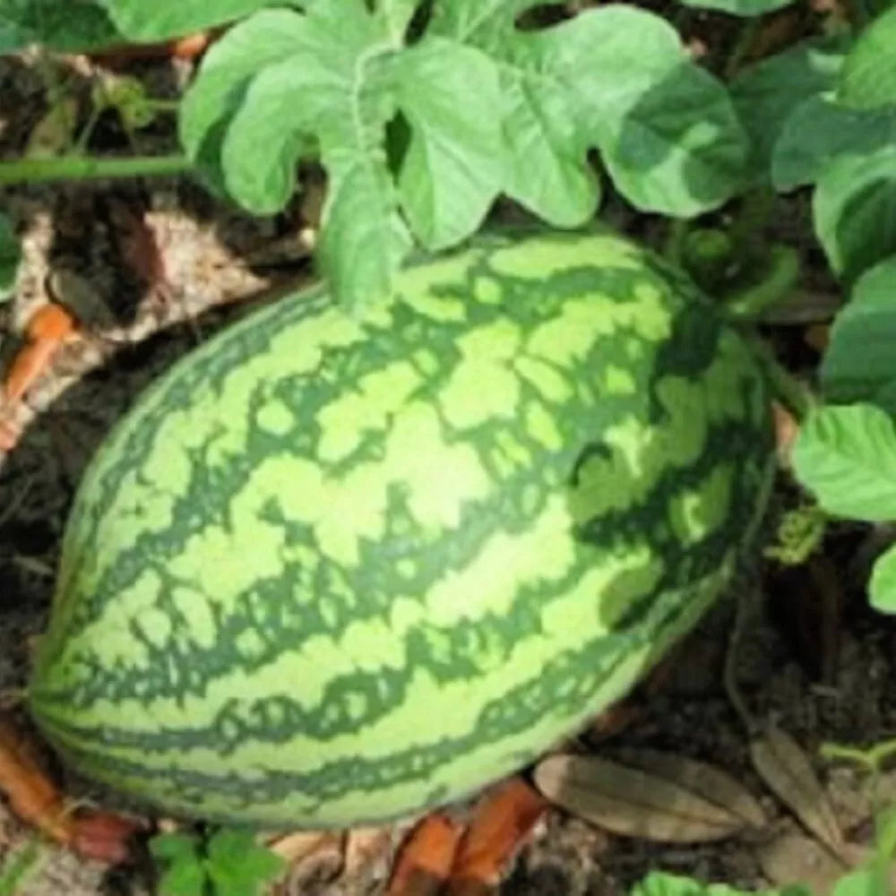 Florida Giant Watermelon Seeds | Heirloom NON-GMO Citrullus lanatus Garden Seeds