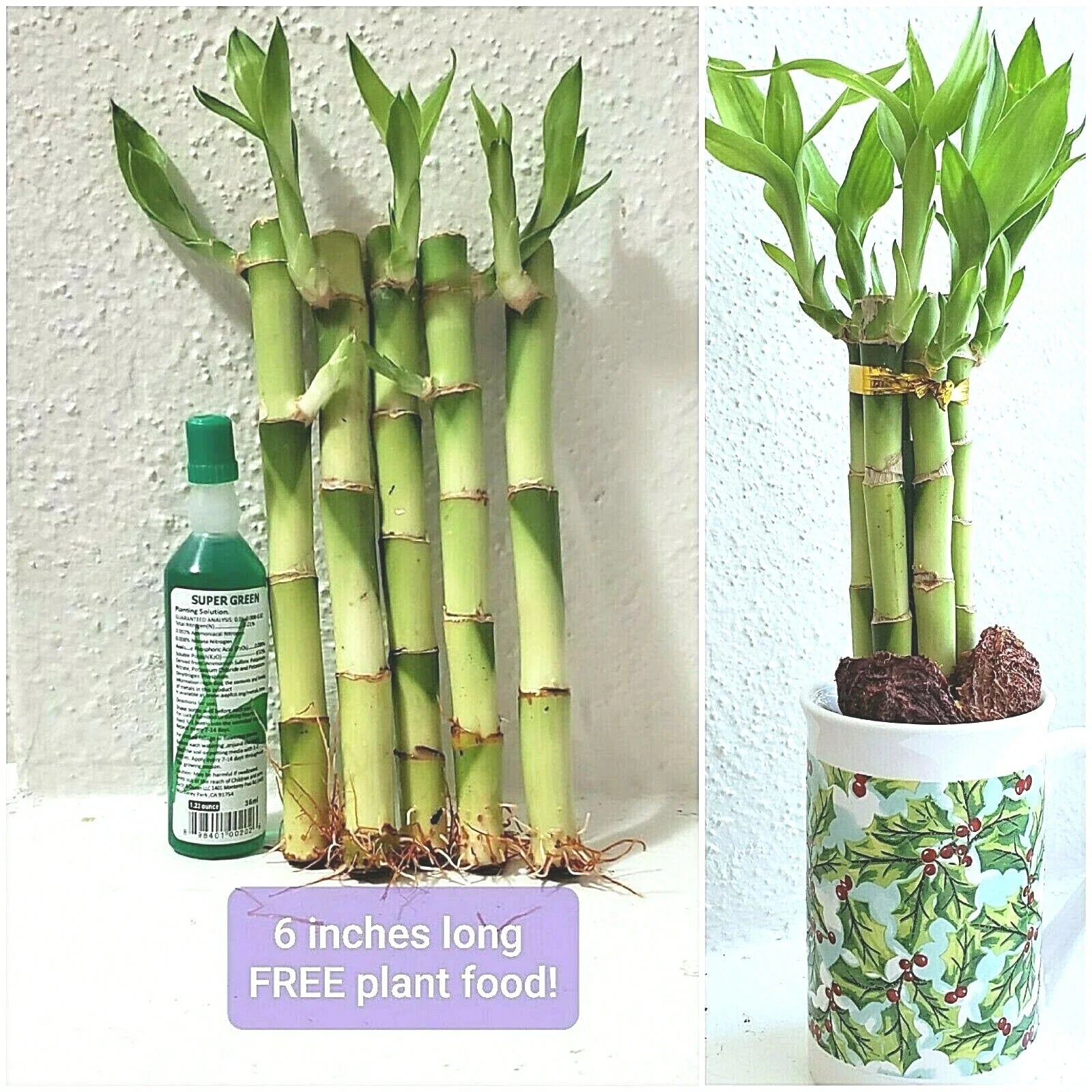 6-Inch Lucky Bamboo Plant with 5 Stalks, Rooted Dracaena sanderiana, Feng Shui Decor, Indoor Houseplant, Gift
