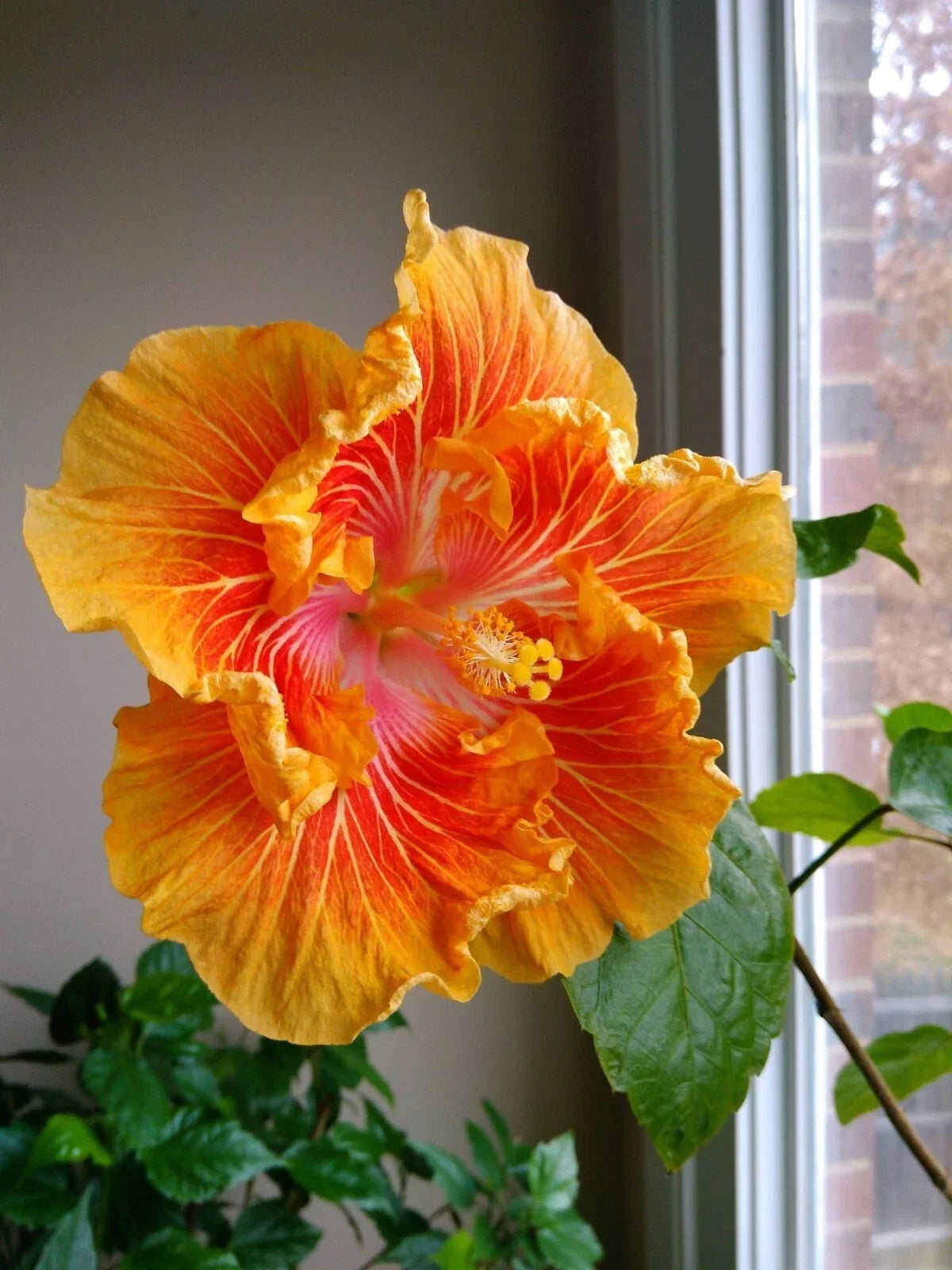 Tropical Hibiscus Starter Plant - Small Rooted - Hibiscus rosa-sinensis - Bare Root for Garden & Container