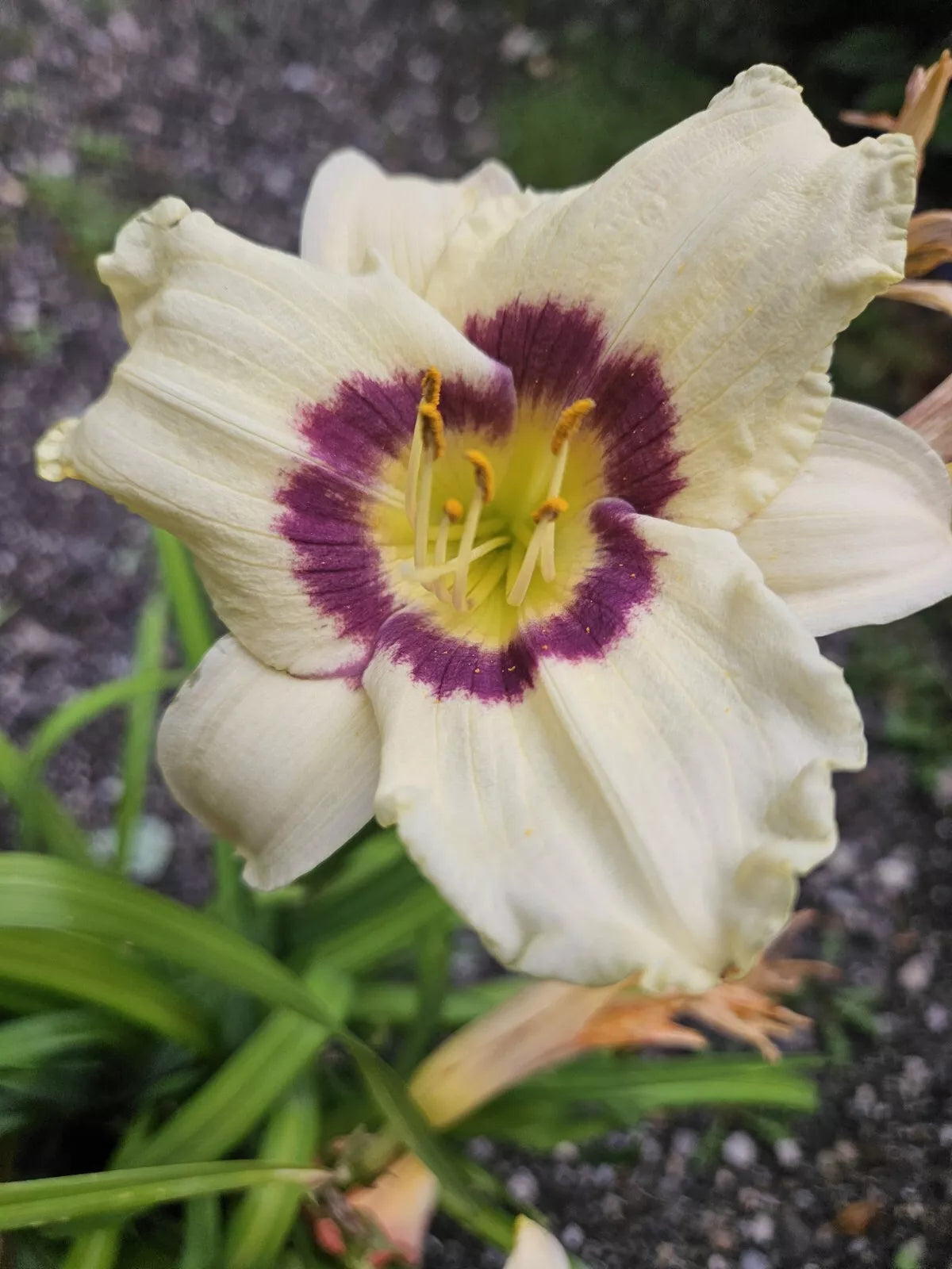 Daylily Plant Bare Root Hemerocallis 'Pandoras Box' Plum & Cream Flowers Perennial Garden