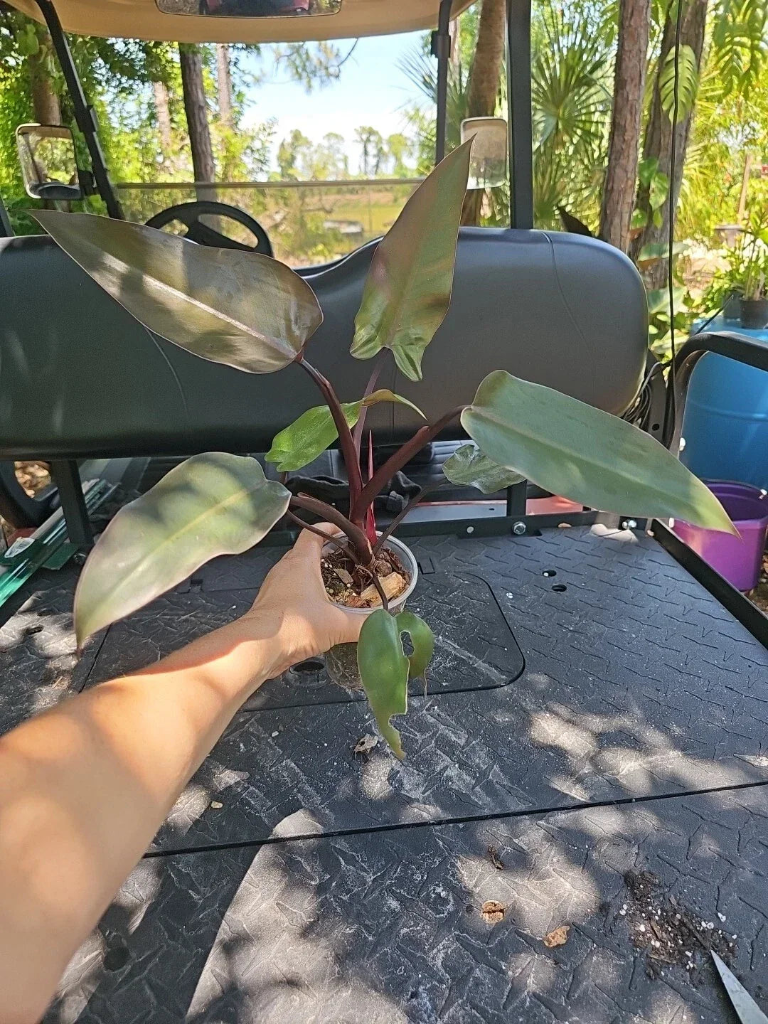 Large Philodendron Majesty Plant in 3.5" Pot - Tropical Indoor Green Foliage