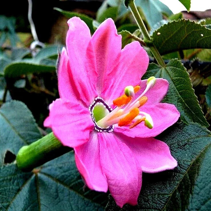 20 Banana Passionfruit Seeds | Passiflora Mollissima Fast Flowering Vine