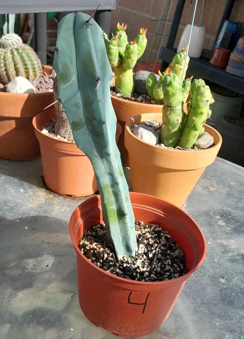 Myrtillocactus Geometrizans Rooted Blue Candle Plant 10-12" – Unique Blue Cactus for Indoor & Outdoor Gardens