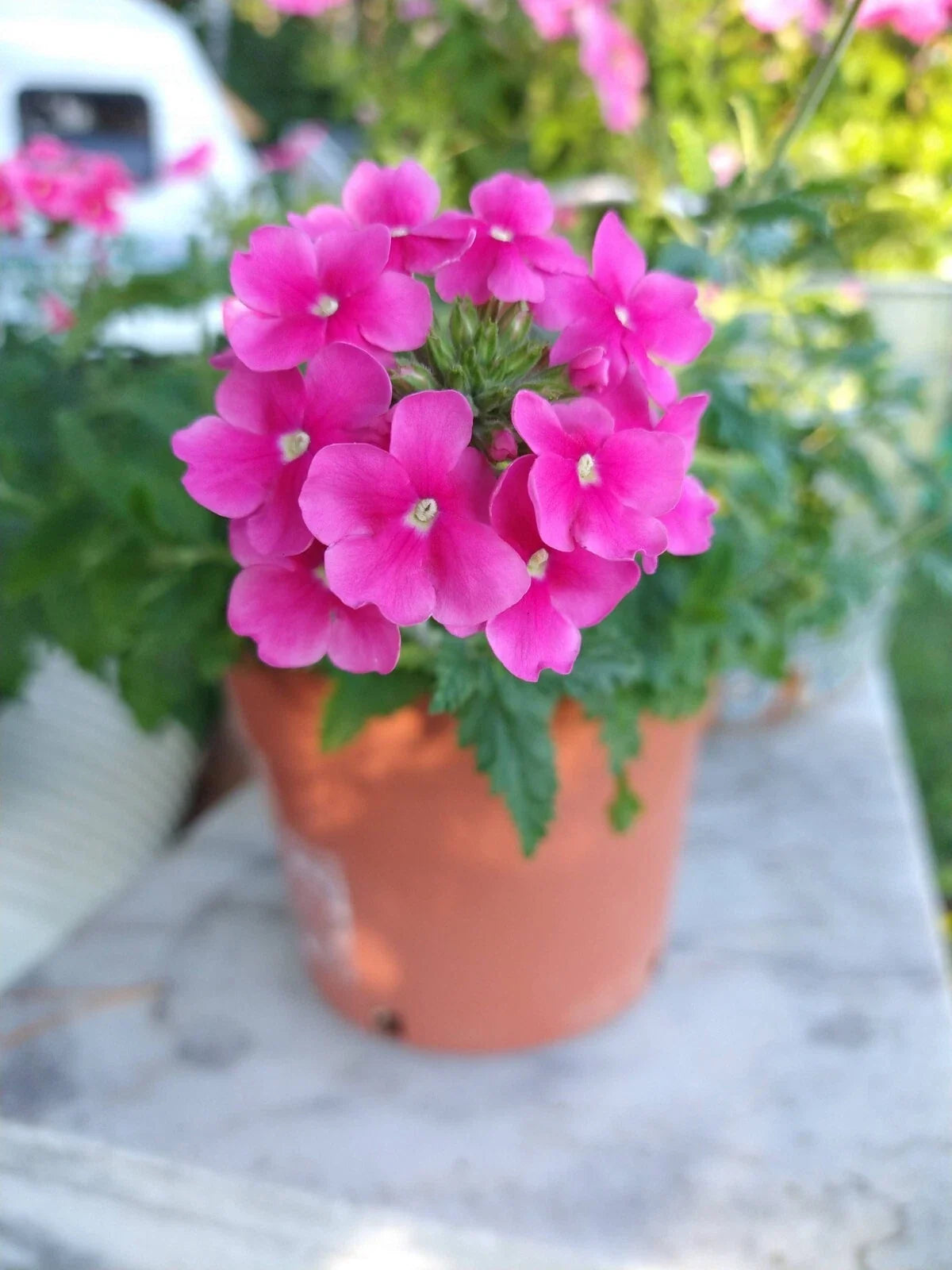 Verbena Plants Plugs 288 Cascade Pink Shades Trailing Annuals for Containers & Baskets, Verbena hybrida