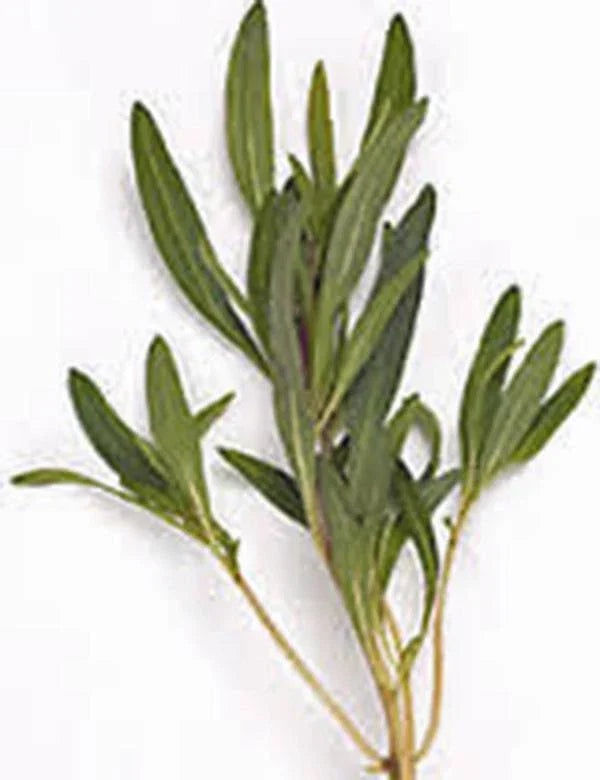 Summer Savory Herb Seeds - 500+ Non-GMO Heirloom Satureja hortensis Seeds
