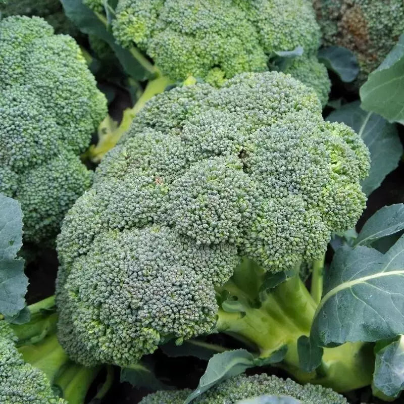 Broccoli Seeds Waltham 29 - 100+ Organic Heirloom Non-GMO Seeds