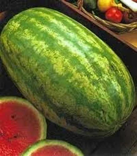 Klondike Blue Ribbon Stripe Watermelon Seeds - Heirloom Citrullus lanatus, Large, Sweet, Vining, Non-GMO, Garden Seeds