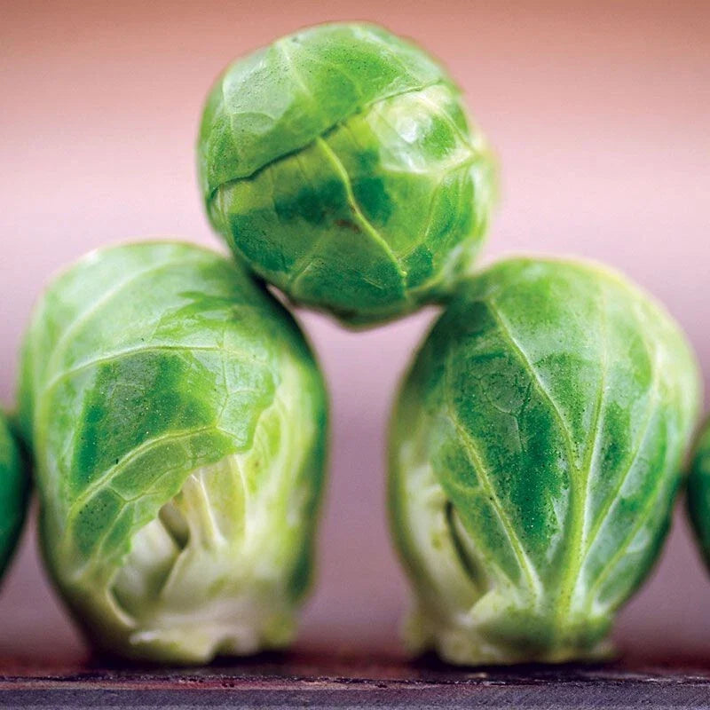 Brussels Sprouts Seeds - Long Island 100 Count - Brassica oleracea var. gemmifera - Compact, Edible Sprouts for Fall Garden