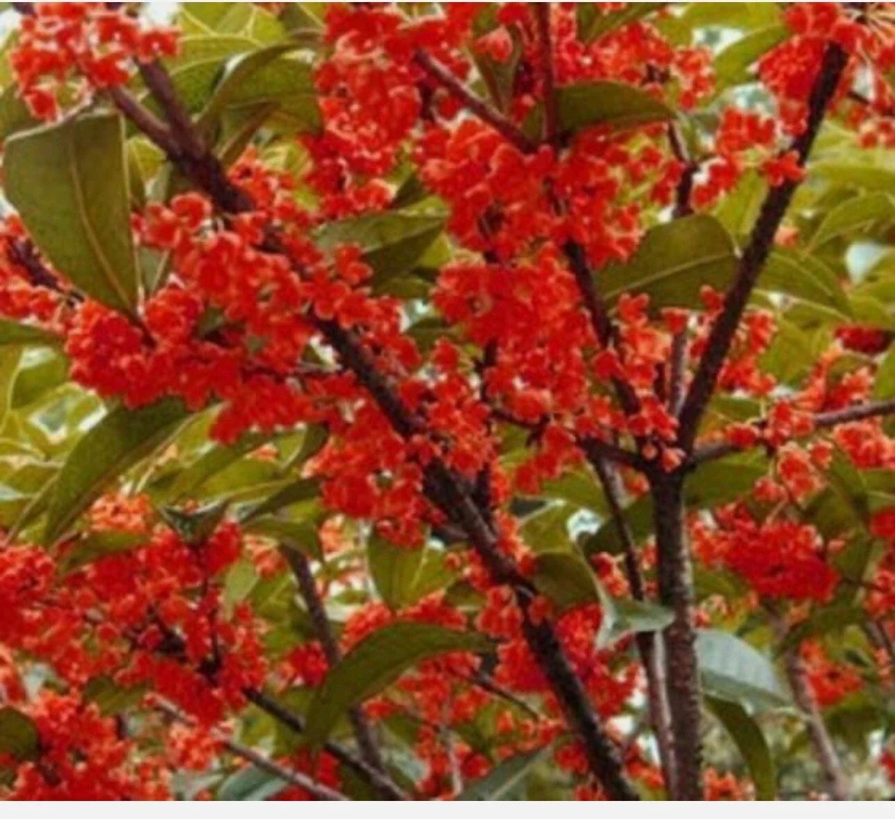 Beni Kin Mokusei Red Sweet Tea Olive Rooted Starter Plant – Osmanthus fragrans – Fragrant Evergreen Shrub in 4-inch Pot