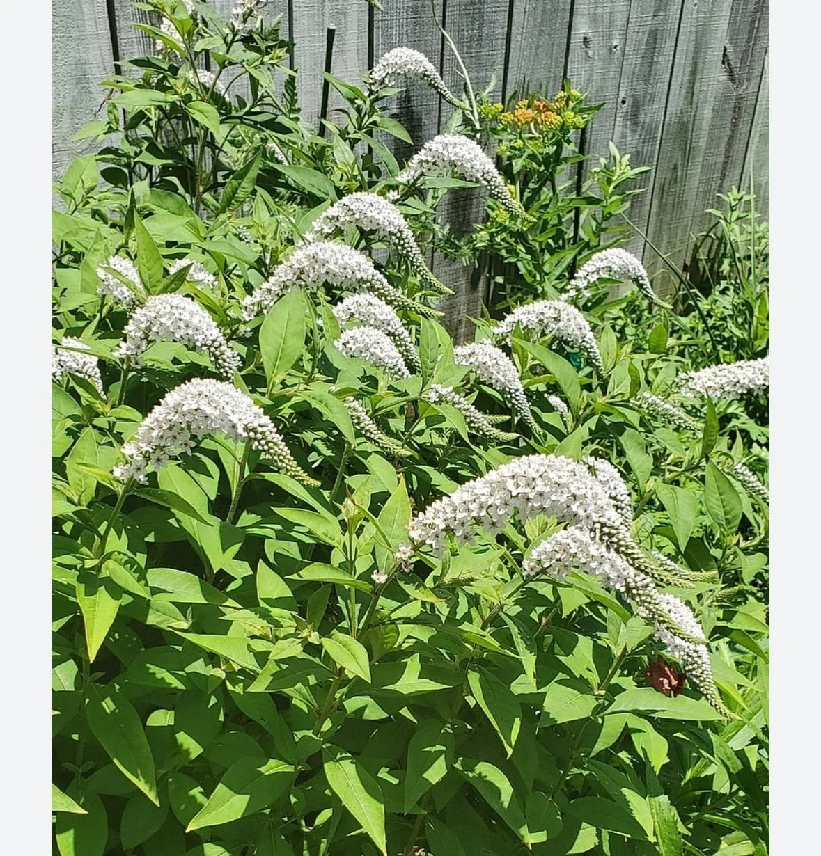 Gooseneck Loosestrife Perennial Plants - 10 Bare Root Lysimachia clethroides for Borders & Pollinators
