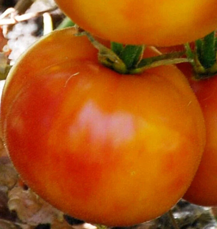 Hillbilly Tomato Seeds 100+ Count Indeterminate Beefsteak Variety Solanum lycopersicum for Vegetable Garden