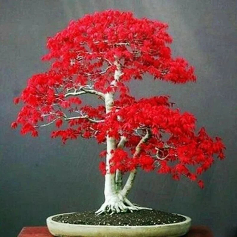 Japanese Red Maple Tree Seeds - Acer palmatum Bonsai Seeds for Home Garden, Indoor & Outdoor, 20 Premium Seeds