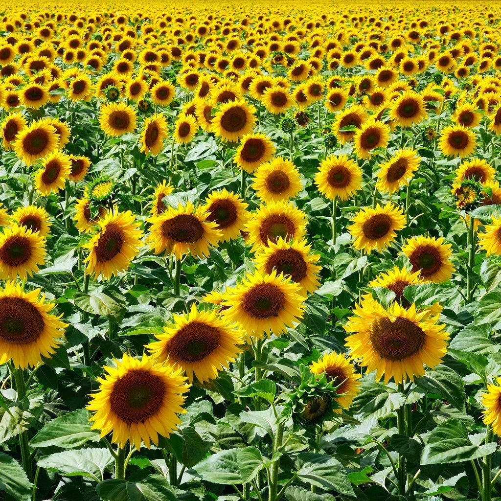 Mammoth Grey Stripe Sunflower Seeds - NON-GMO Bulk Pack for Planting