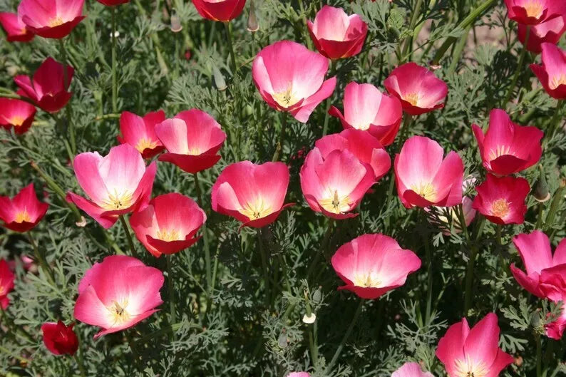 Carmine King California Poppy Seeds - 250+ Eschscholzia Californica Flower Seeds for Garden, Wildflower, Landscape, USA Grown