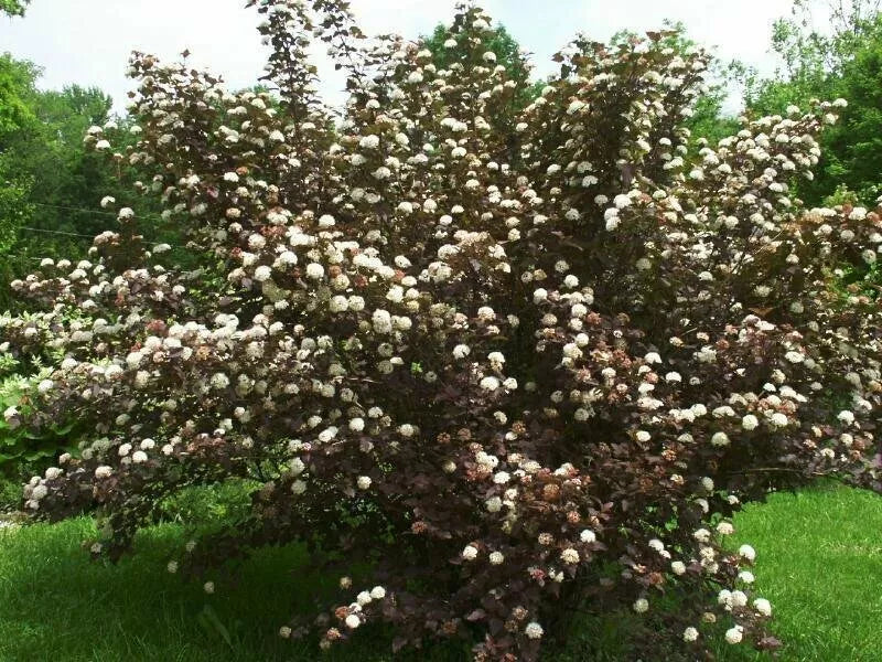 Purple Leaf Ninebark Cuttings Set of 10 | Physocarpus opulifolius | Unrooted Shrub Propagation | Deer Resistant, Fast Growing