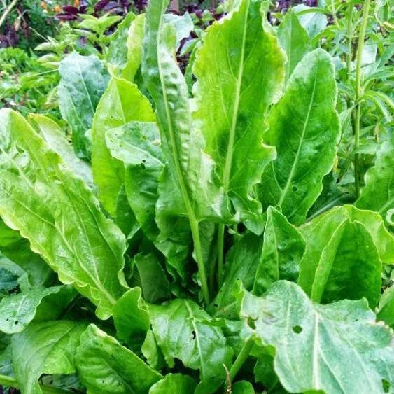Large Leaf Sorrel Seeds - Rumex acetosa Heirloom Organic Non-GMO Herb Garden Seeds - 100+ Pack