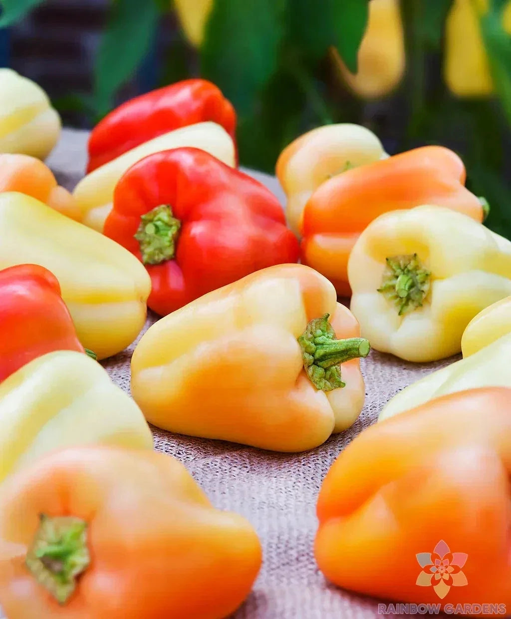 Gypsy Sweet Pepper Seeds - 25+ Pack, Capsicum annuum, Sweet Bell Peppers for Garden & Container Growing, USA Grown