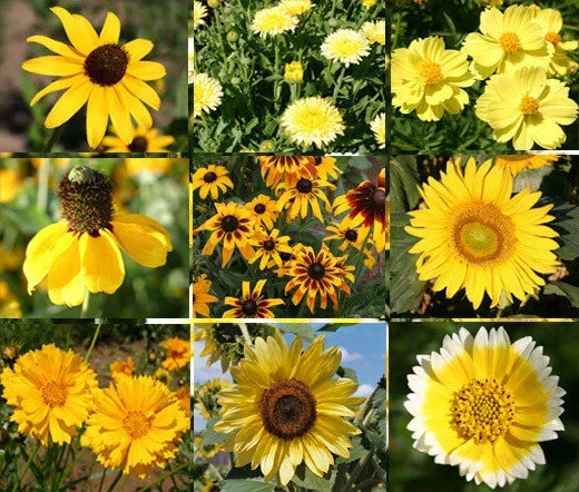Wildflower Mix Seeds Yellow - 1 Oz Bulk Non-GMO Pollinator-Friendly Garden Seeds