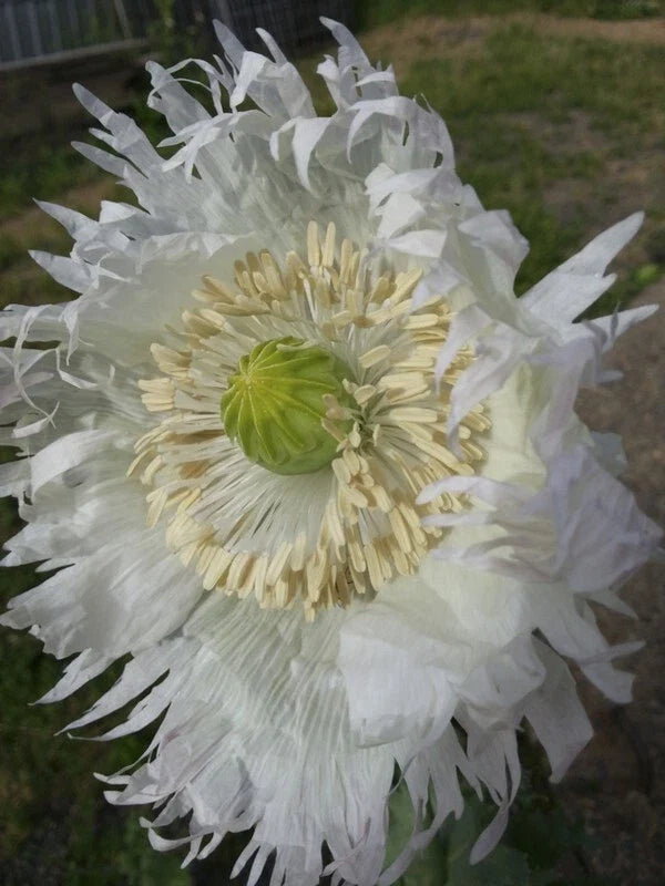 Poppy Seeds 500 Count – JIMI'S SNOWFLAKES White Feathered Organic Papaver somniferum Seeds
