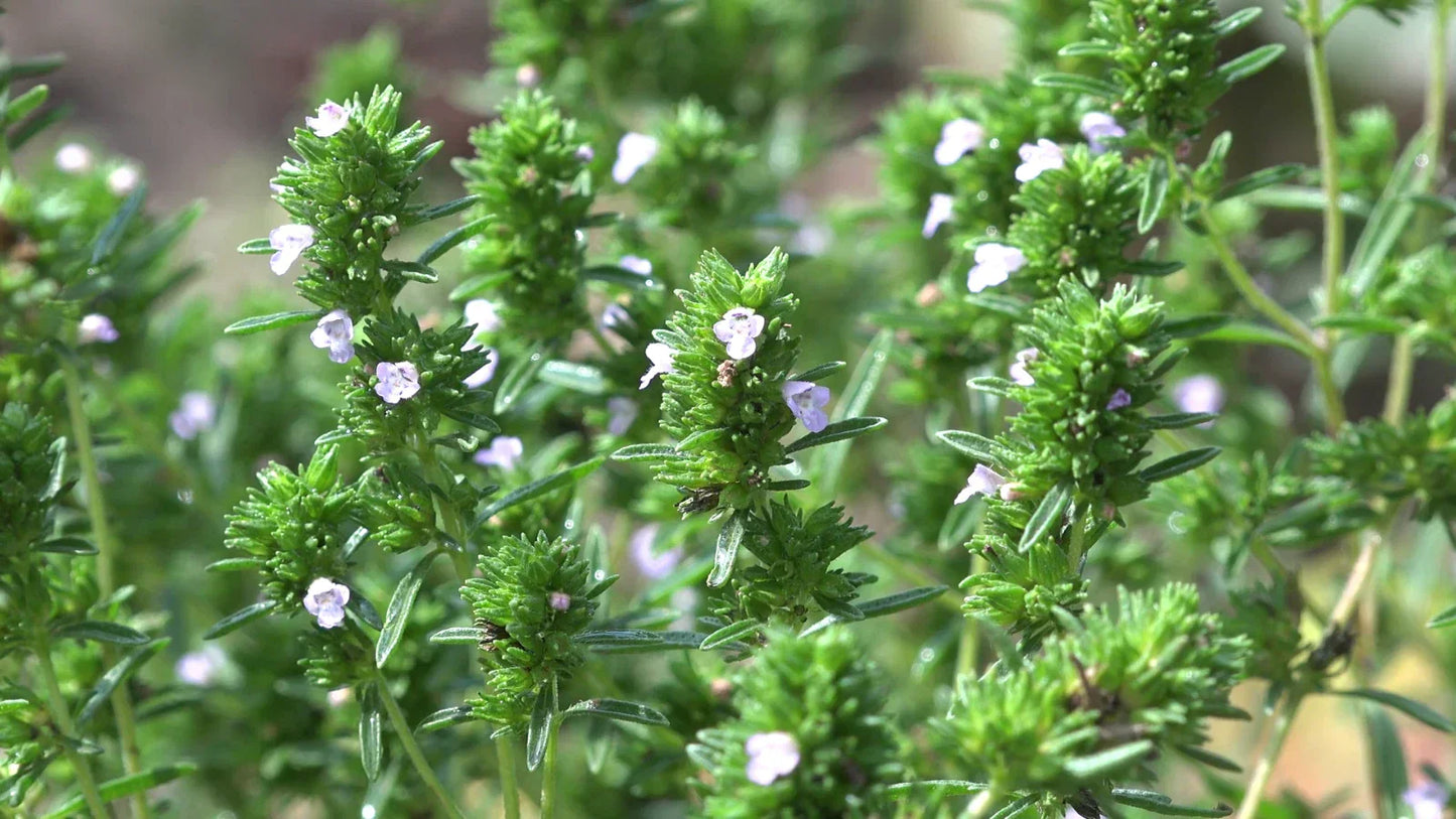 Common Thyme Seeds NON-GMO Thymus vulgaris Herb Garden Essentials