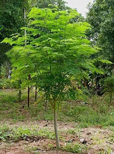 Moringa Tree Seeds 30 Count - Fast Growing, Nutrient-Rich Moringa oleifera for Garden or Indoor Cultivation