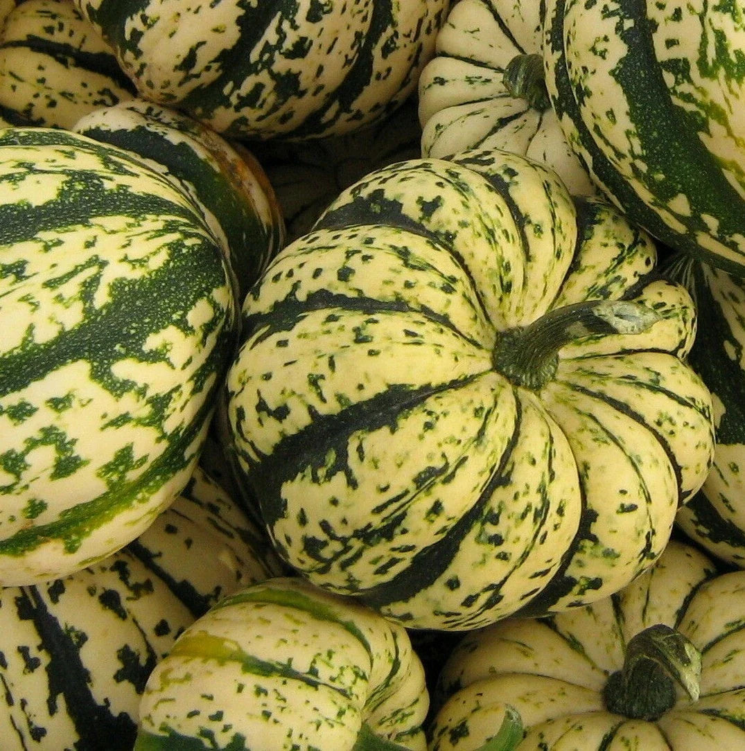 Sweet Dumpling Squash Seeds - Heirloom Cucurbita pepo Winter Squash Seeds for Garden, Compact Growth, 20+ Seeds