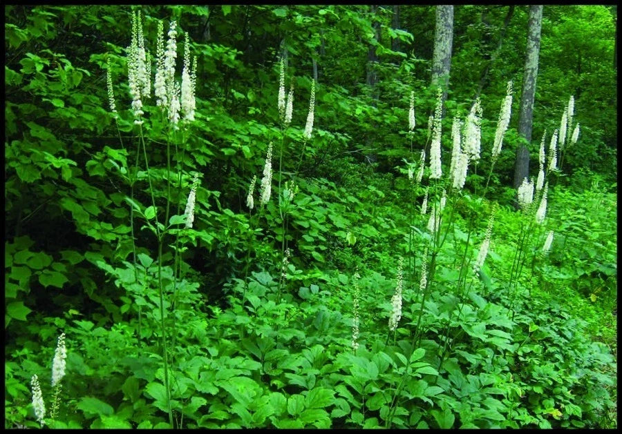 Wild Black Cohosh Bare Roots 5-Pack | Appalachian Actaea racemosa Perennial for Shade Gardens