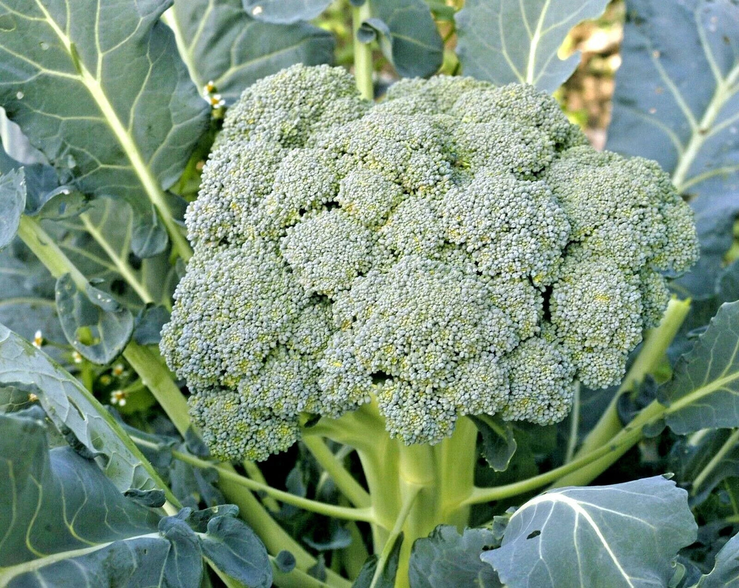 Organic Heirloom Broccoli Seeds - Waltham 29, Non-GMO, High Yield, Cool Season Vegetable Garden, 301+ Seeds