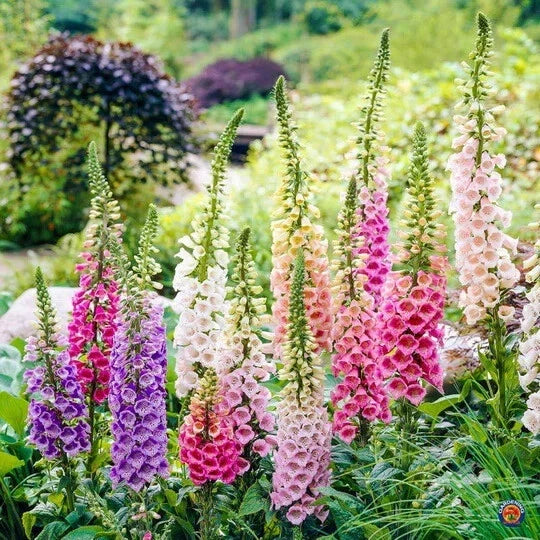 Foxglove Seeds - 1000 Organic Digitalis purpurea Biennial Seeds for Garden, Wildflower, Pollinator Attractant, Free USA Shipping