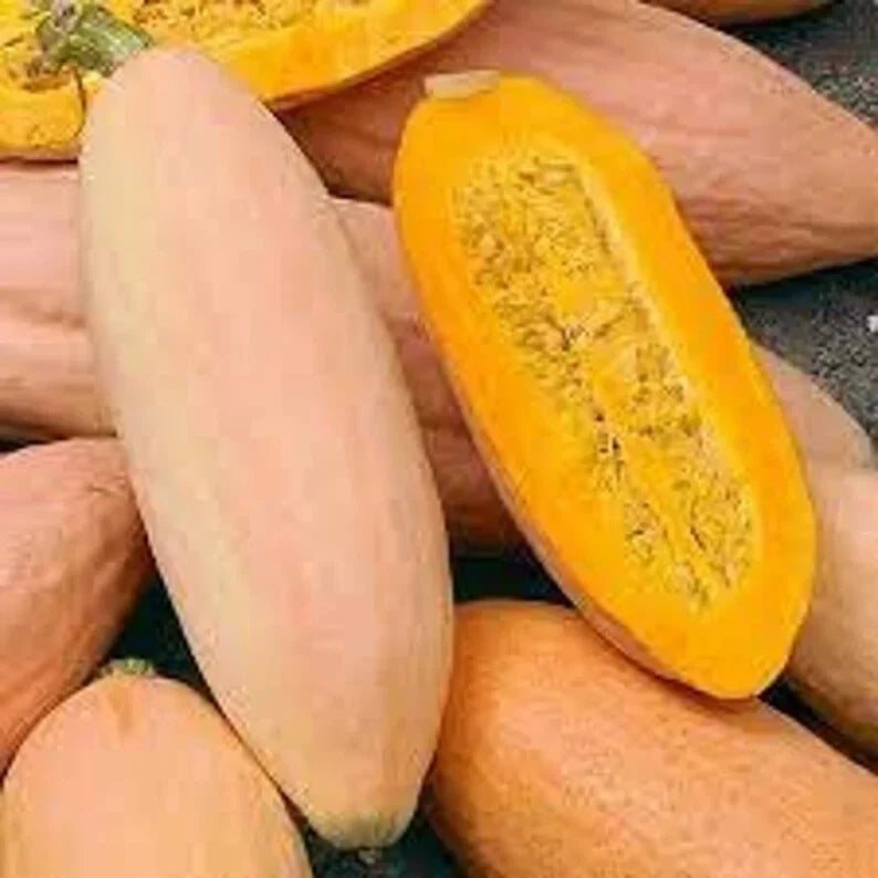 Pink Banana Squash Seeds - Organic Cucurbita maxima, 10 Pack, Vining, Non-GMO, USA Grown, Free Shipping