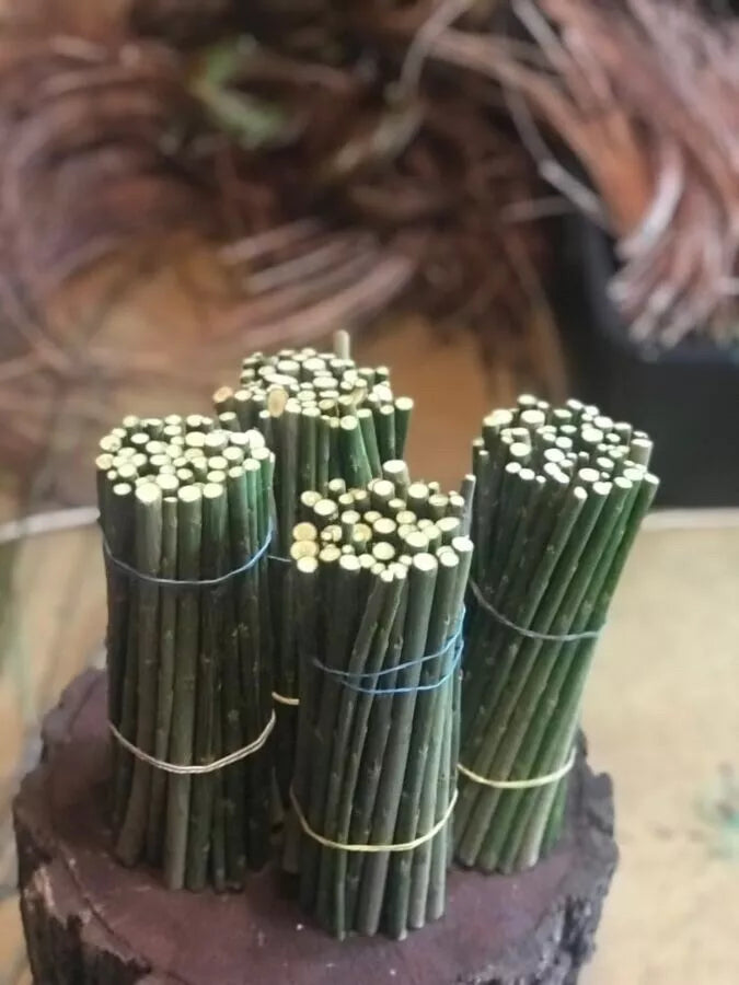 Black Willow Cuttings - 12 Unrooted Salix Nigra for Propagation, Bonsai, Ornamental Tree, Landscaping