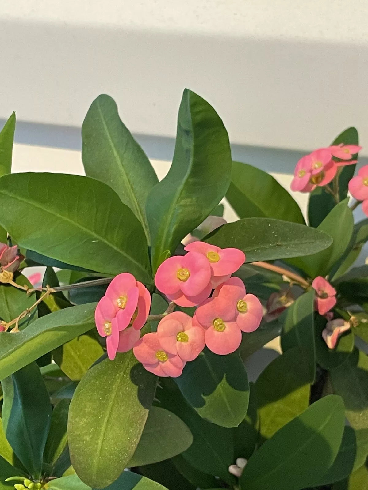 Pink Crown of Thorns Cutting, 6+ Inches, Euphorbia milli Live Plant, Indoor Outdoor Evergreen, Pink Flowers, Well-Rooted