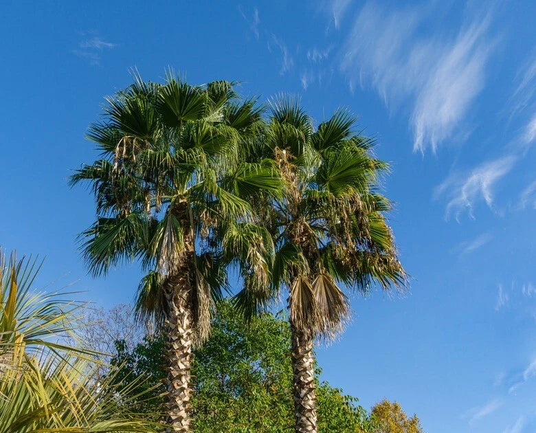 California Desert Fan Palm Tree Seeds - Washingtonia Filifera, Cold Hardy, Zone 8, Drought Tolerant, Tropical Garden Plant