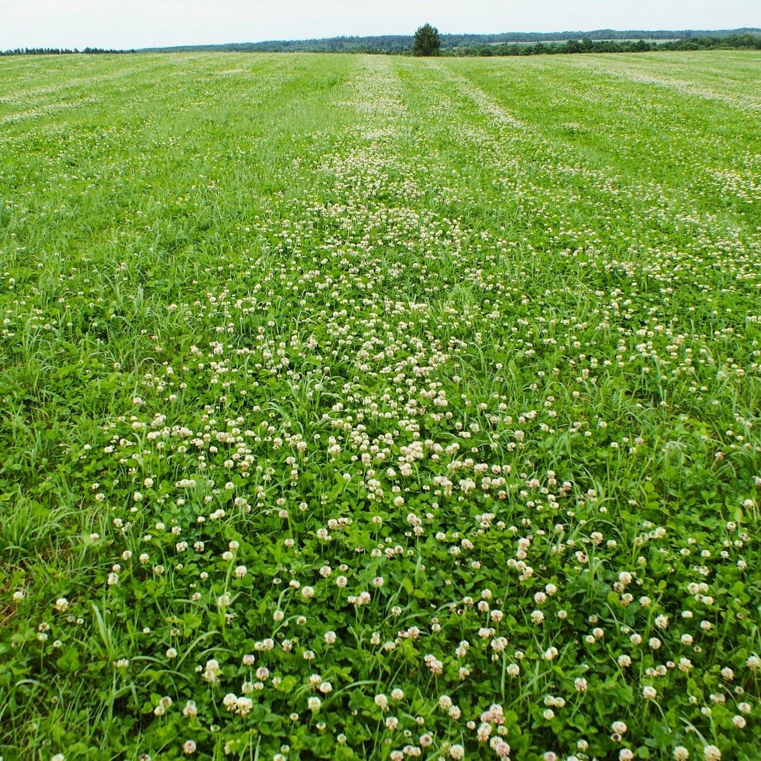 Dutch White Clover Seeds - Perennial Ground Cover for Lawns & Gardens - Trifolium repens, Low-Growing, Pollinator-Friendly, Drought-Resistant