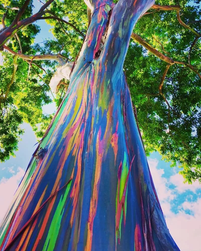 Rainbow Eucalyptus Tree Seeds - 50 Seeds, Colorful Bark, Eucalyptus deglupta, Tropical Tree for Garden or Landscape