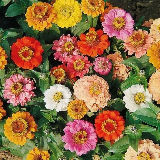 Dwarf Zinnia Seeds Bulk 200 Non-GMO Petite Landscape Variety Zinnia elegans