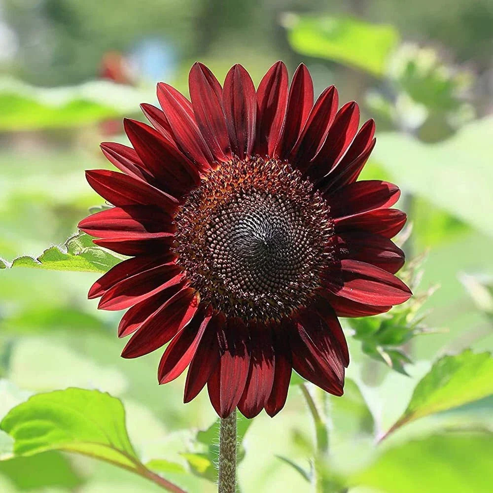 Cherry Chocolate Sunflower Seeds - 50 Heirloom Non-GMO Helianthus annuus for Planting