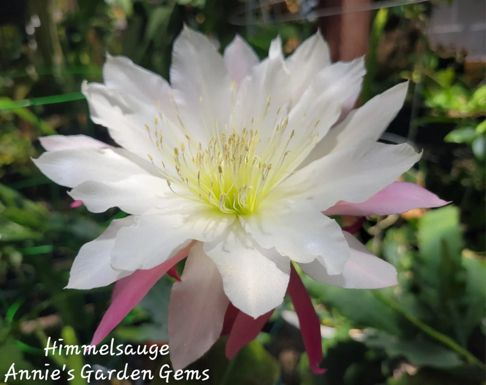 Epiphyllum Himmelsauge Cuttings - Orchid Cactus, 8-10 Inches, Indoor & Outdoor Propagation, Epiphyllum oxypetalum