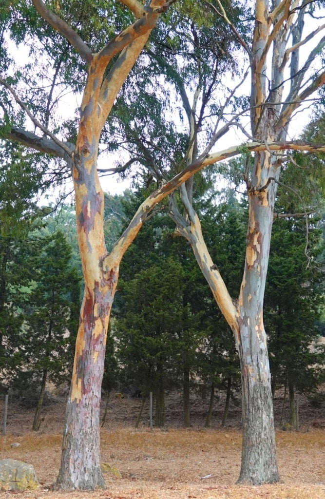 Eucalyptus Seeds - River Red Gum - Longbeak Eucalyptus - Eucalyptus camaldulensis - Drought Tolerant, Fragrant Foliage, Landscape