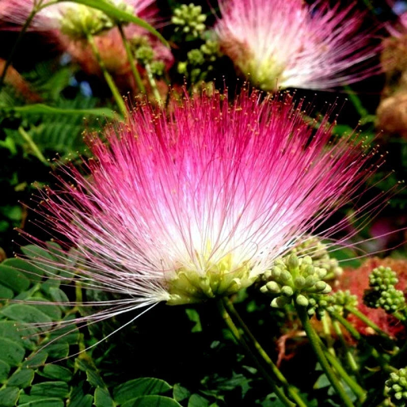 Rain Tree Seeds Pack of 10 | Albizia saman Tropical Flowering Tree for Gardening & Landscaping