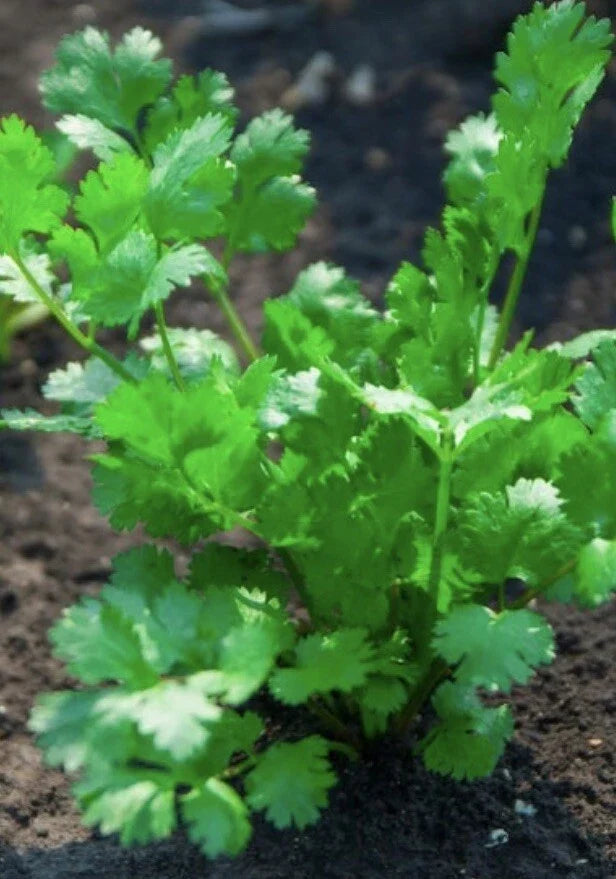 Cilantro Seeds 500 Heirloom Non-GMO Coriandrum sativum Culinary Herb for Fresh Flavor