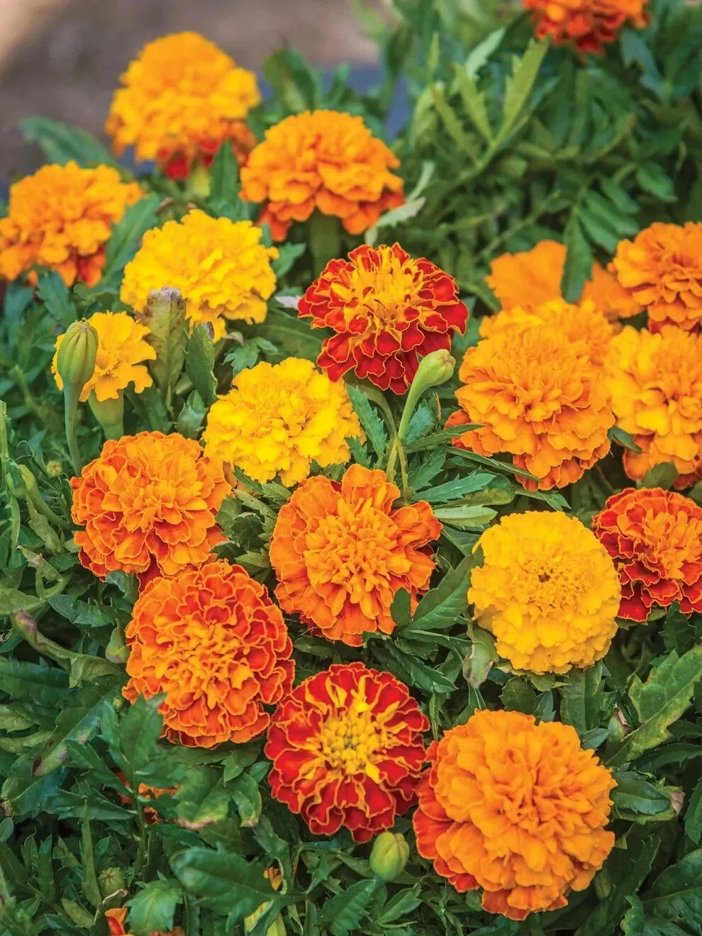 Boy O' Boy Mix Marigold Seeds - Tagetes erecta, Annual, Vibrant Orange & Yellow, Garden Planting, 25+ Seeds
