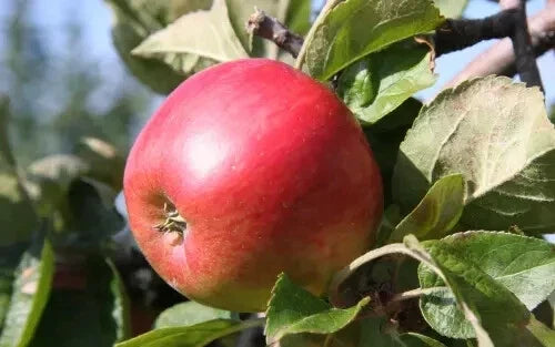 Freedom Apple Seeds - Heirloom Malus domestica for Home Garden, Non-GMO, Organic, 25+ Seeds, Free Shipping